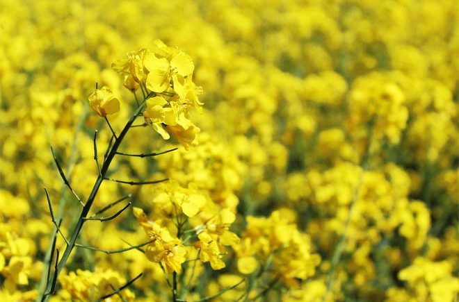 rapeseed oil is made of yellow rapeseed