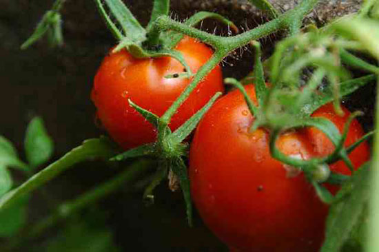How to start growing your own vegetables