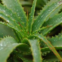 What is aloe vera juice good for?