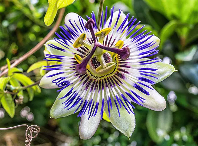 passion flower for insomnia