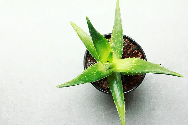 aloe vera plant for a healthier home