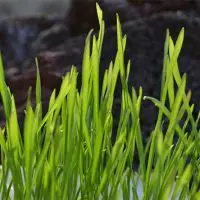 What Is Wheatgrass and Why Is It Beneficial For Health?