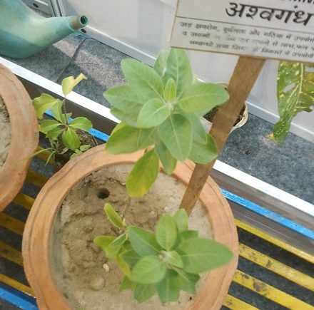 Ashwagandha Plant