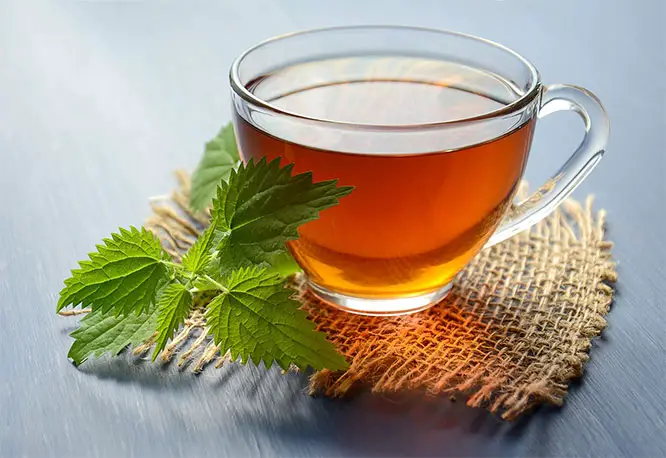 nettle tea herbal remedy