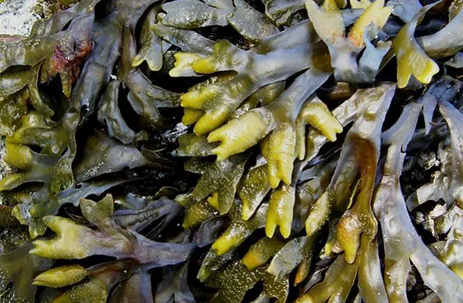 seaweed - kelp