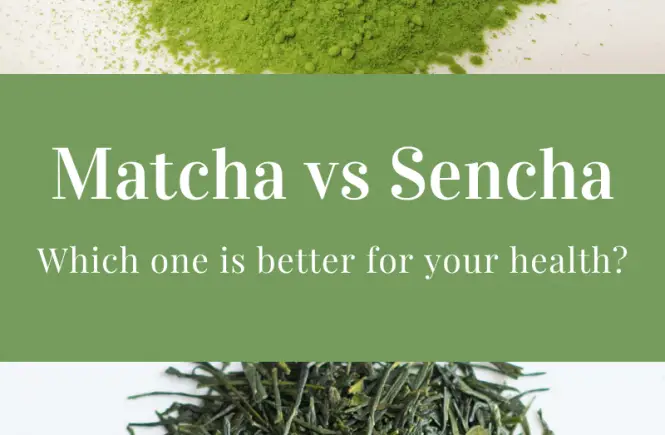 Matcha vs Sencha