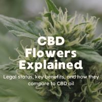 CBD Flowers: Where They're Legal, What They Do, and How They Compare to CBD Oil CBD Flowers: Where They're Legal, What They Do, and How They Compare to CBD Oil