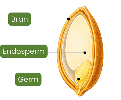 a whole grain diagram

