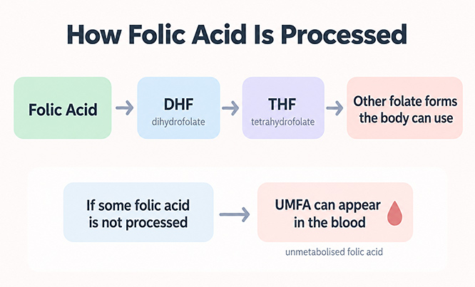 how folic acid is processed